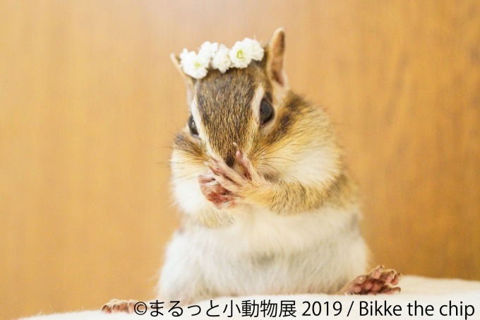 「まるっと小動物展」春の巡回展が静岡・広島・名古屋で - 約250点の作品展示、チンチラが新登場｜写真2