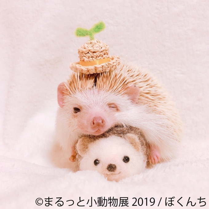 「まるっと小動物展」春の巡回展が静岡・広島・名古屋で - 約250点の作品展示、チンチラが新登場｜写真8