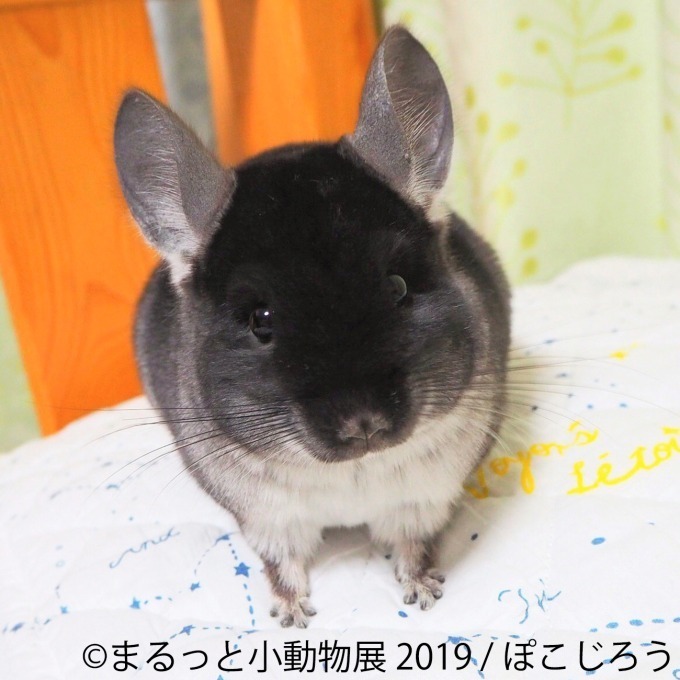 「まるっと小動物展」春の巡回展が静岡・広島・名古屋で - 約250点の作品展示、チンチラが新登場｜写真9