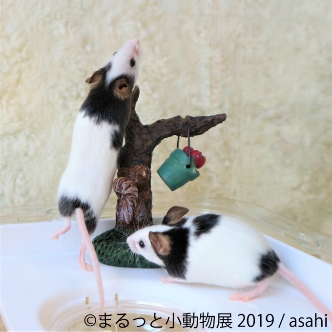 「まるっと小動物展」春の巡回展が静岡・広島・名古屋で - 約250点の作品展示、チンチラが新登場｜写真1