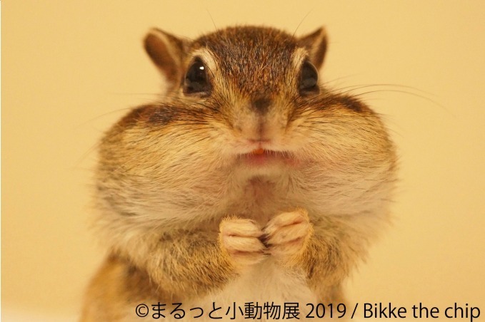 「まるっと小動物展」春の巡回展が静岡・広島・名古屋で - 約250点の作品展示、チンチラが新登場｜写真3