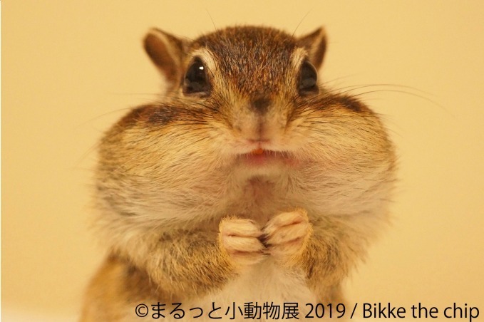 まるっと小動物展 春の巡回展が静岡 広島 名古屋で 約250点の作品展示 チンチラが新登場 ファッションプレス