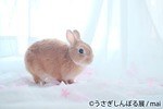 合同写真＆物販展「うさぎしんぼる展」静岡・広島のパルコで開催、展示作品は過去最大の250点｜写真1
