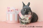 合同写真＆物販展「うさぎしんぼる展」静岡・広島のパルコで開催、展示作品は過去最大の250点｜写真4
