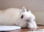 合同写真＆物販展「うさぎしんぼる展」静岡・広島のパルコで開催、展示作品は過去最大の250点｜写真9