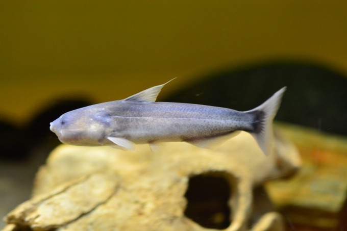 しながわ水族館の特別展「しな水の危険ないきもの大集合」世界最強の猛毒を持つ魚など｜写真2