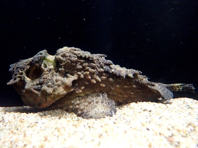 しながわ水族館の特別展「しな水の危険ないきもの大集合」世界最強の猛毒を持つ魚など｜写真1