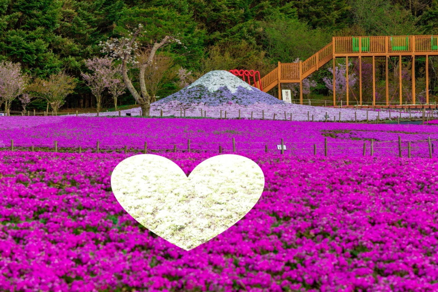 写真9 11 富士芝桜まつり 約52万株の芝桜が彩る一面ピンクの景色 ご当地b級グルメフェアも ファッションプレス