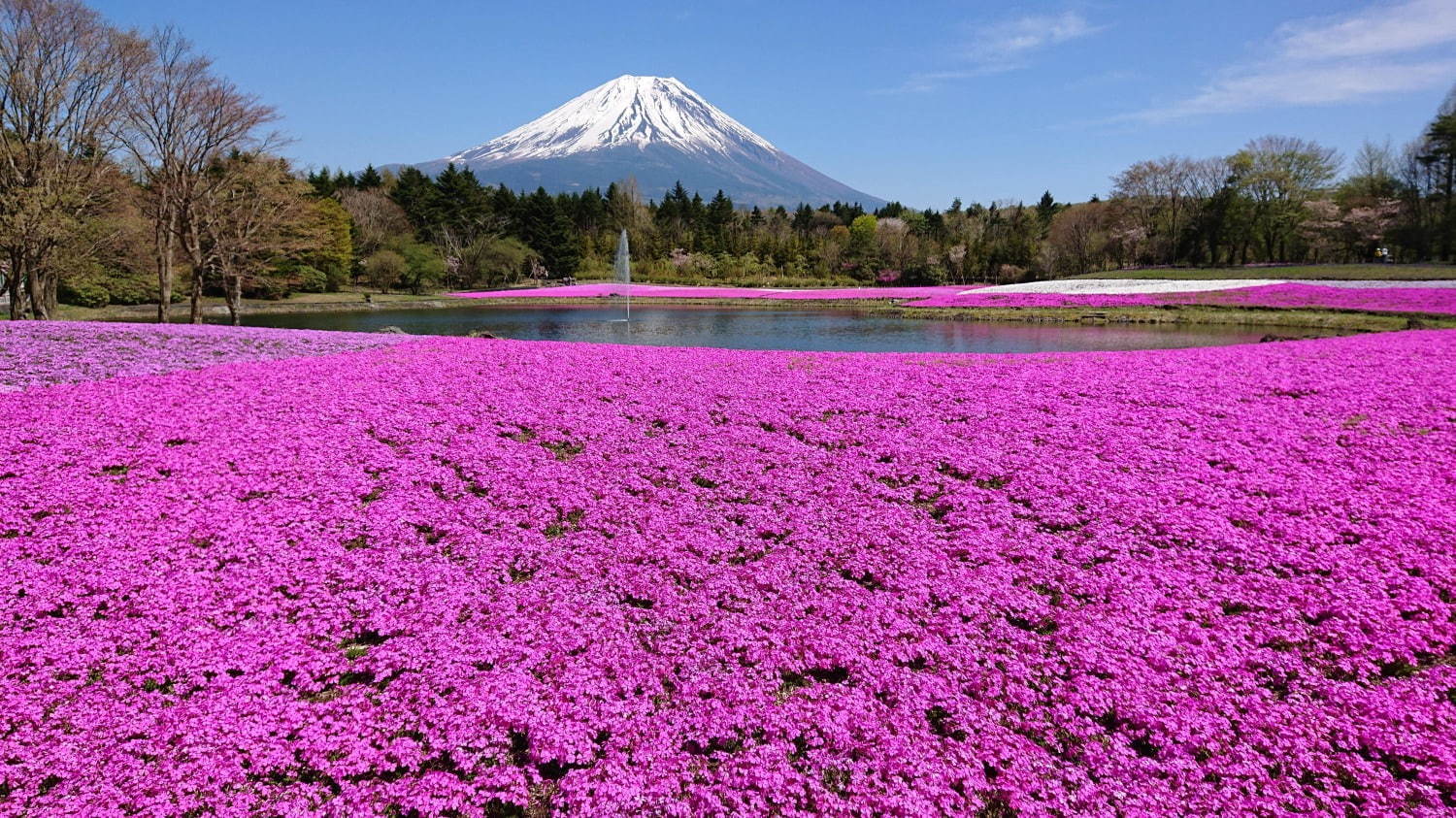 「富士芝桜まつり」約52万株の芝桜が彩る一面ピンクの景色、ご当地B級グルメフェアも｜写真1
