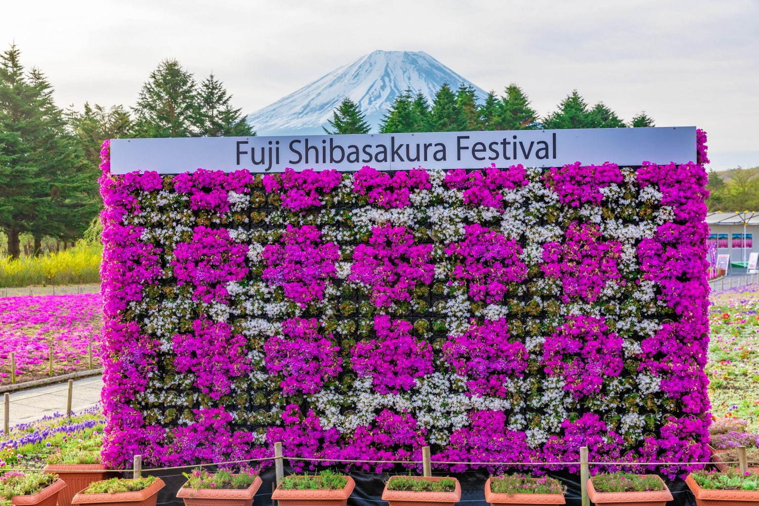 写真4 11 富士芝桜まつり 約52万株の芝桜が彩る一面ピンクの景色 ご当地b級グルメフェアも ファッションプレス