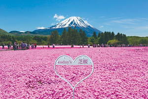 「富士芝桜まつり」約52万株の芝桜が彩る一面ピンクの景色、ご当地B級グルメフェアも｜写真10
