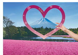 「富士芝桜まつり」約52万株の芝桜が彩る一面ピンクの景色、ご当地B級グルメフェアも｜写真2