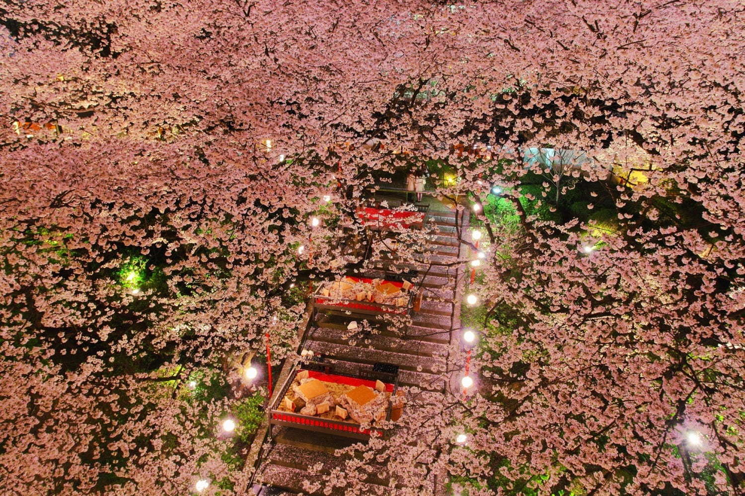 「高輪 桜まつり2019」東京・品川で - 約210本の桜が日本庭園に、桜の下でこたつ＆花見料理｜写真1