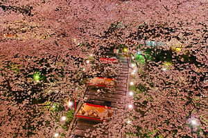 「高輪 桜まつり2019」東京・品川で - 約210本の桜が日本庭園に、桜の下でこたつ＆花見料理｜写真1