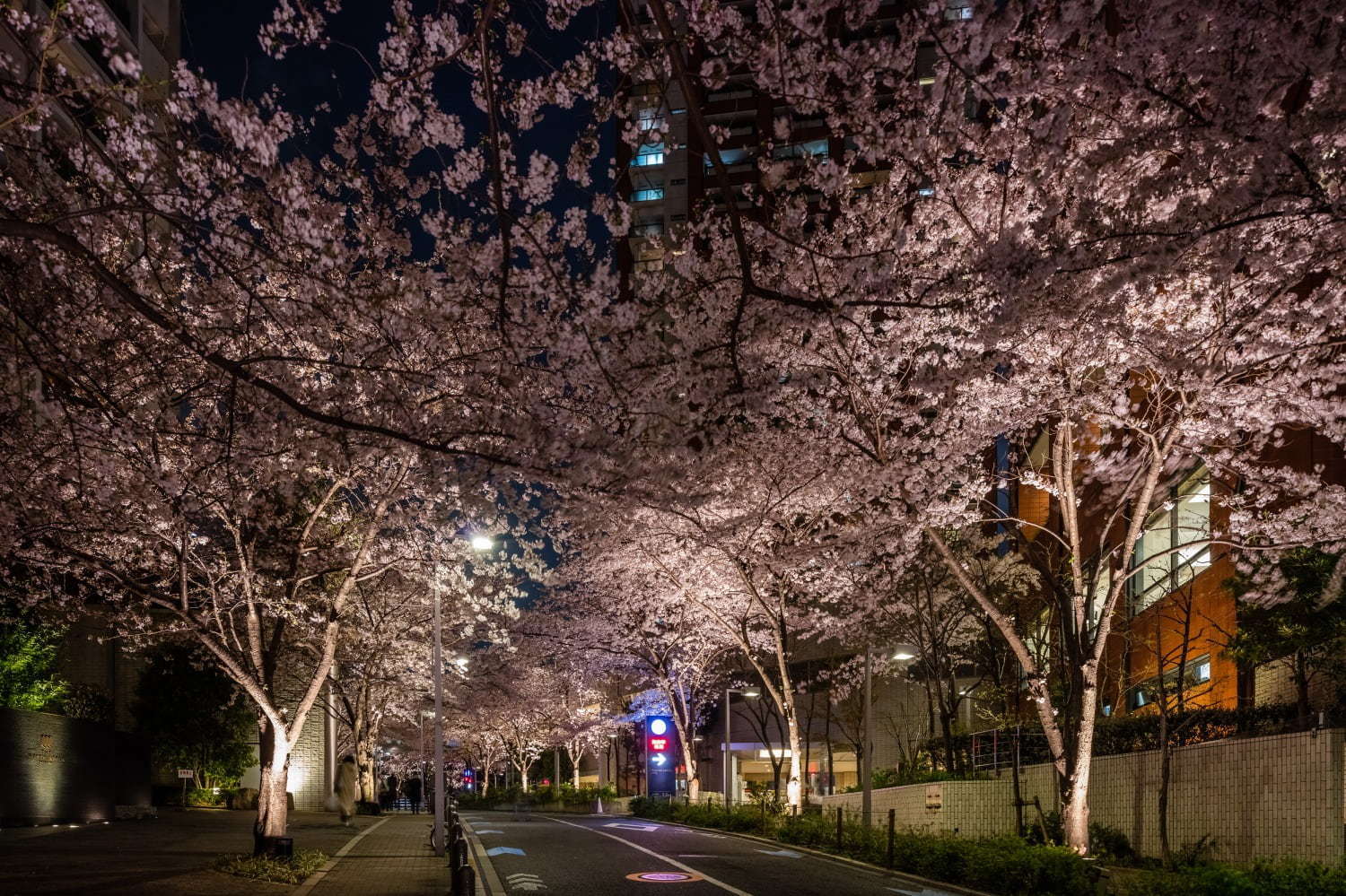 「六本木ヒルズ 春まつり 2019」夜桜ライトアップ＆天空のお花見、グルメ屋台の出店も｜写真2