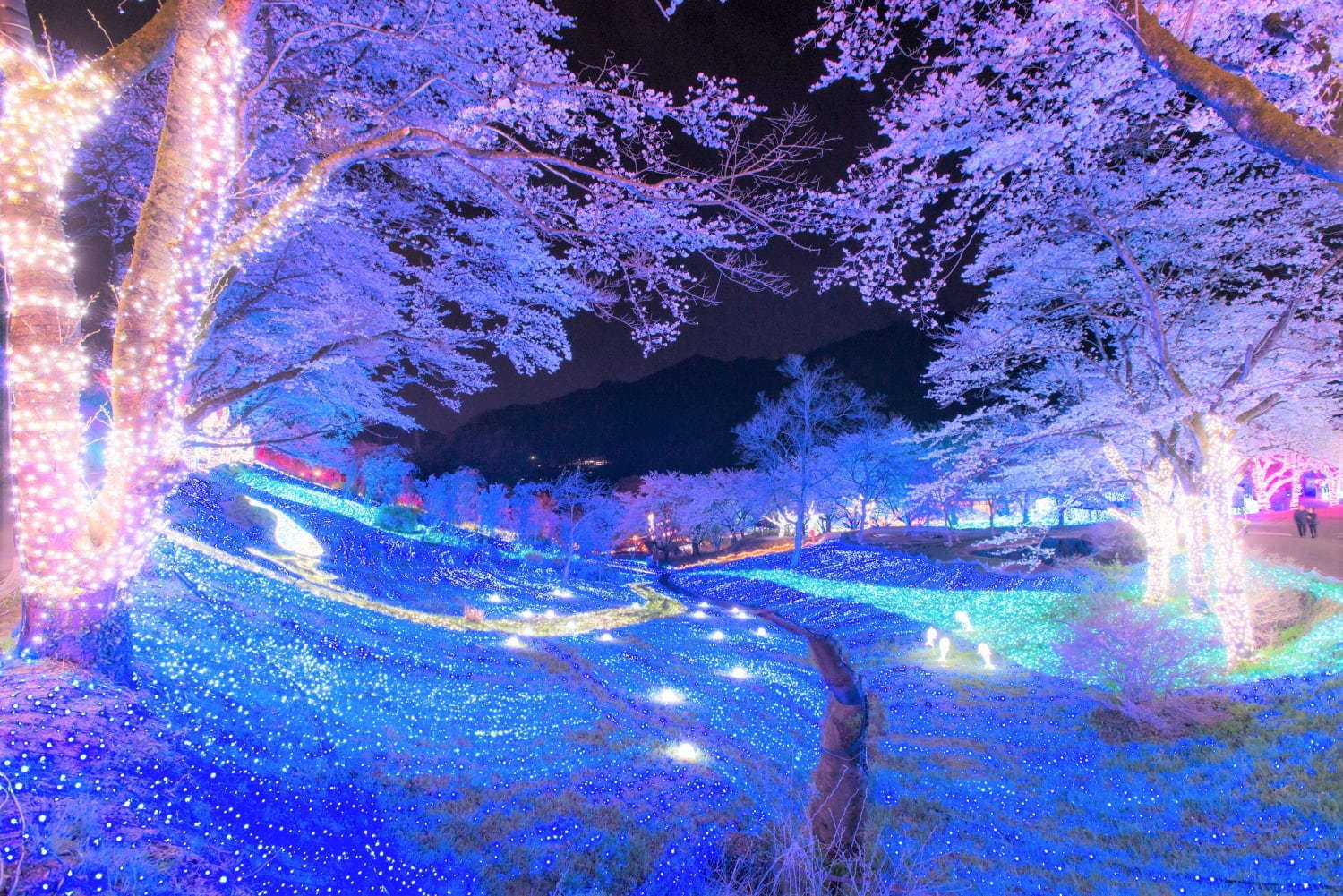 関東最大級2,500本の桜に包まれるお花見イベント「さがみ湖桜まつり」夜桜×光の競演も｜写真1