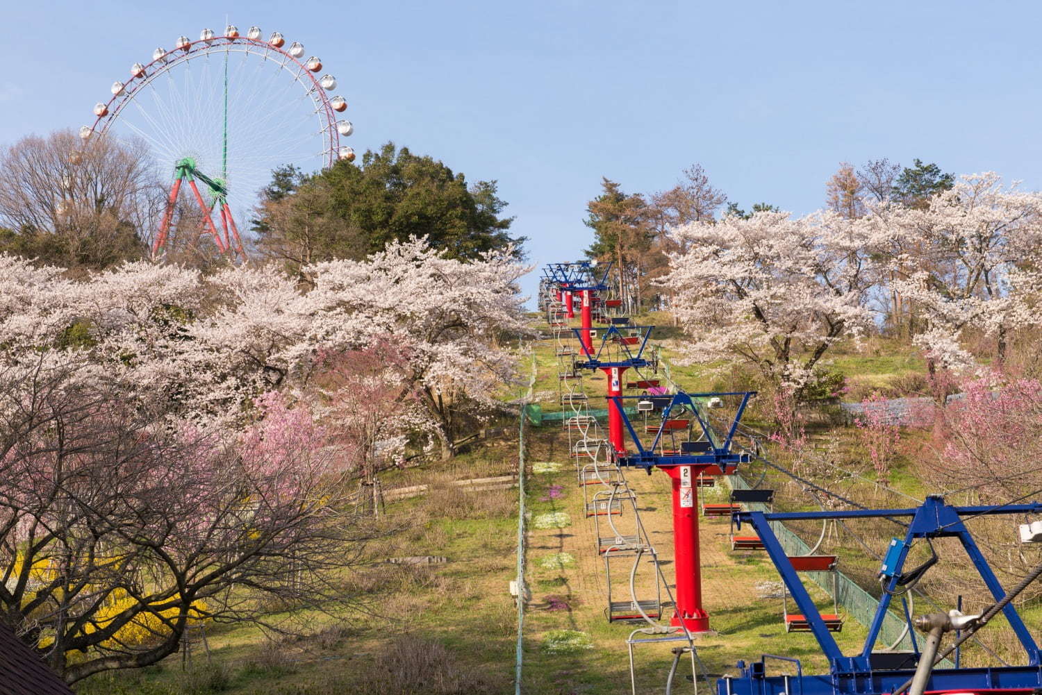 関東最大級2 500本の桜に包まれるお花見イベント さがみ湖桜まつり 夜桜 光の競演も ファッションプレス