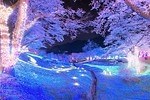 関東最大級2,500本の桜に包まれるお花見イベント「さがみ湖桜まつり」夜桜×光の競演も