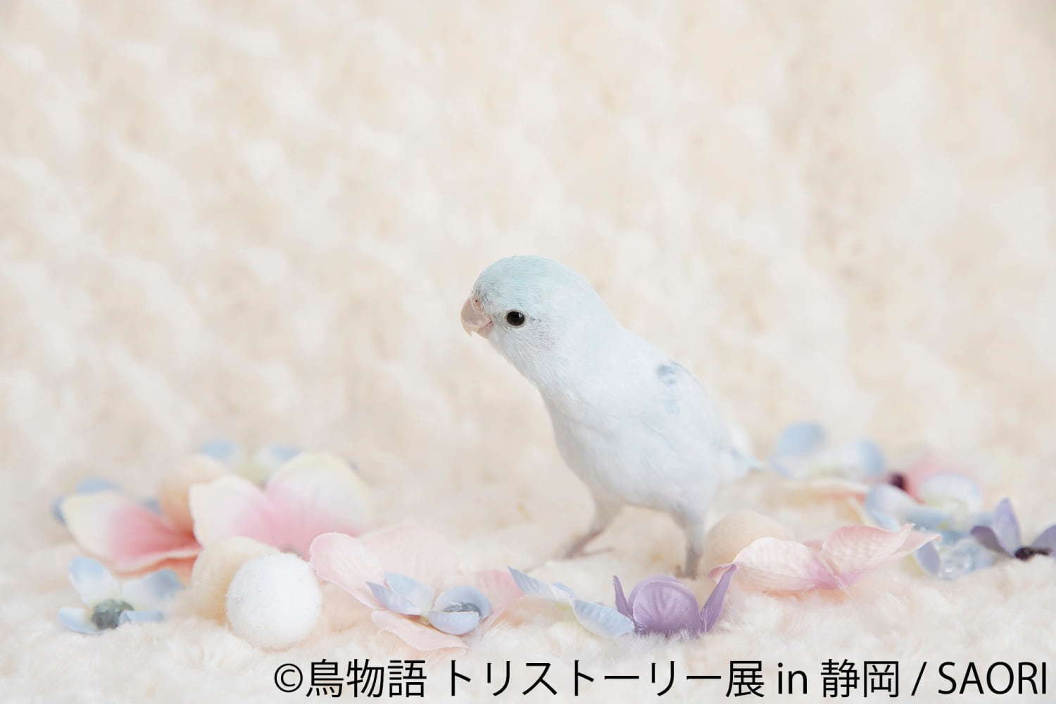 「鳥物語トリストーリー展 in 静岡」“一瞬の美しさ”を切り取った鳥の合同写真＆物販展｜写真9