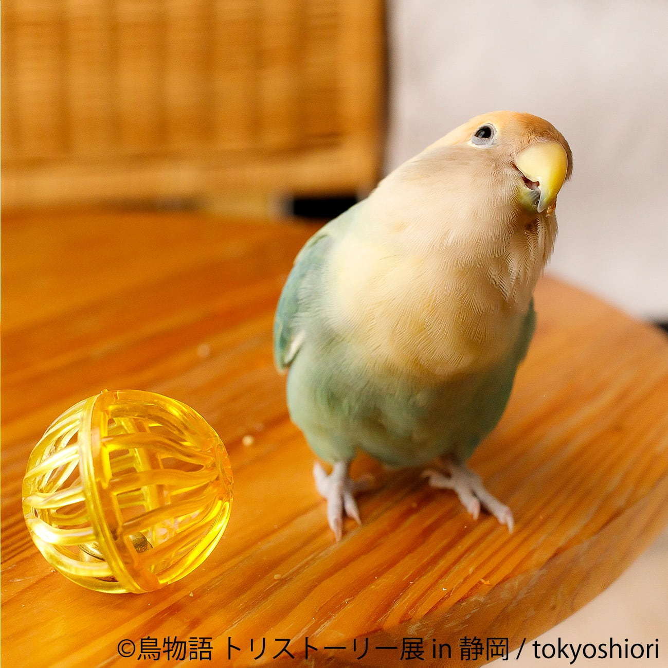 「鳥物語トリストーリー展 in 静岡」“一瞬の美しさ”を切り取った鳥の合同写真＆物販展｜写真2