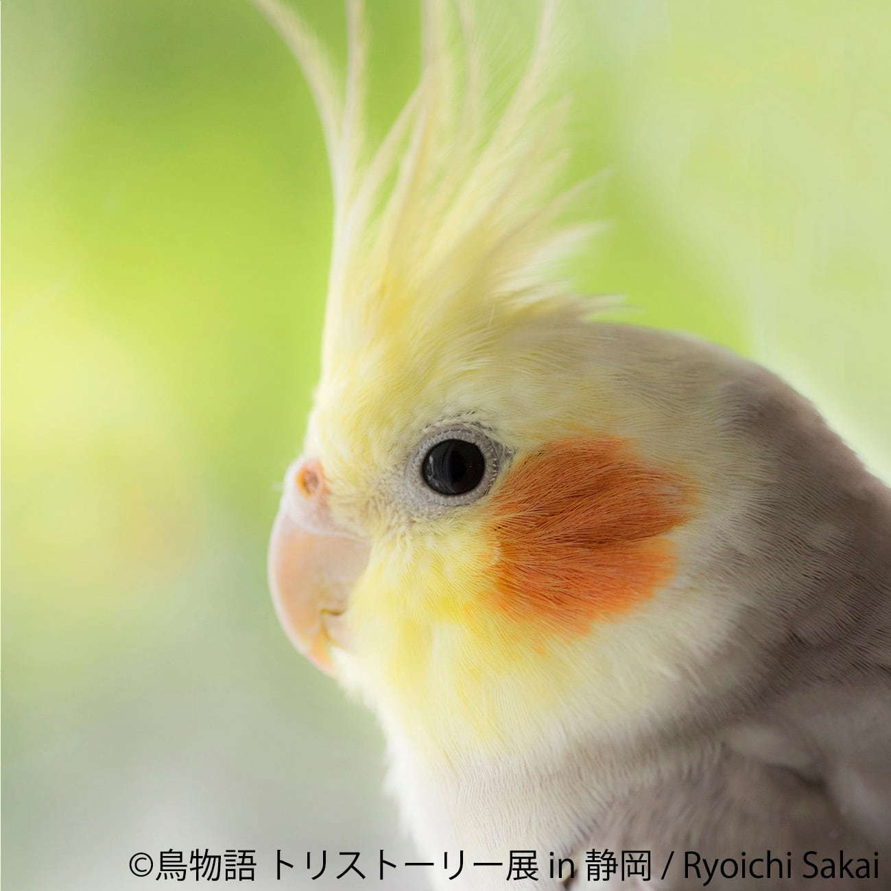 「鳥物語トリストーリー展 in 静岡」“一瞬の美しさ”を切り取った鳥の合同写真＆物販展｜写真8