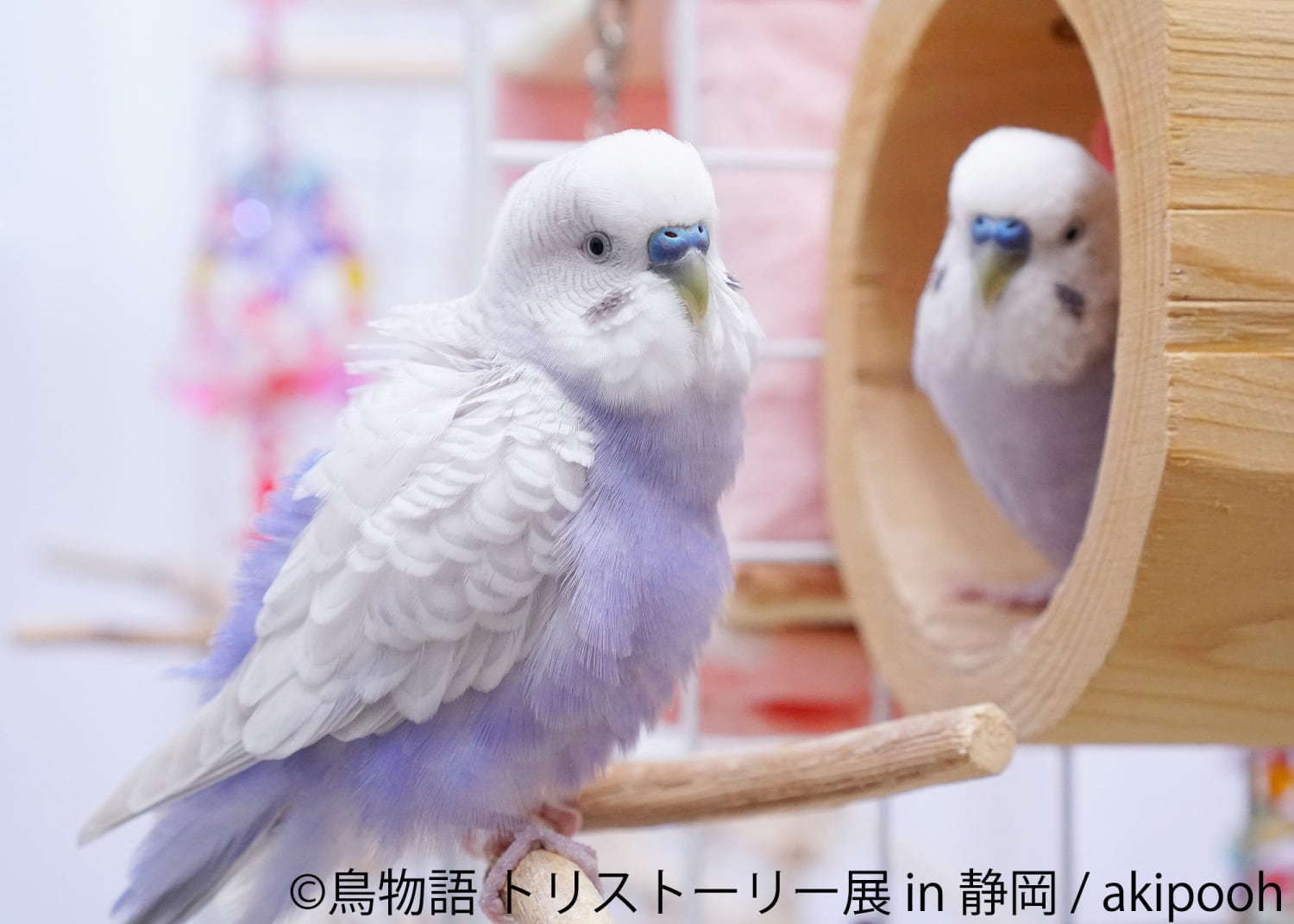 「鳥物語トリストーリー展 in 静岡」“一瞬の美しさ”を切り取った鳥の合同写真＆物販展｜写真5