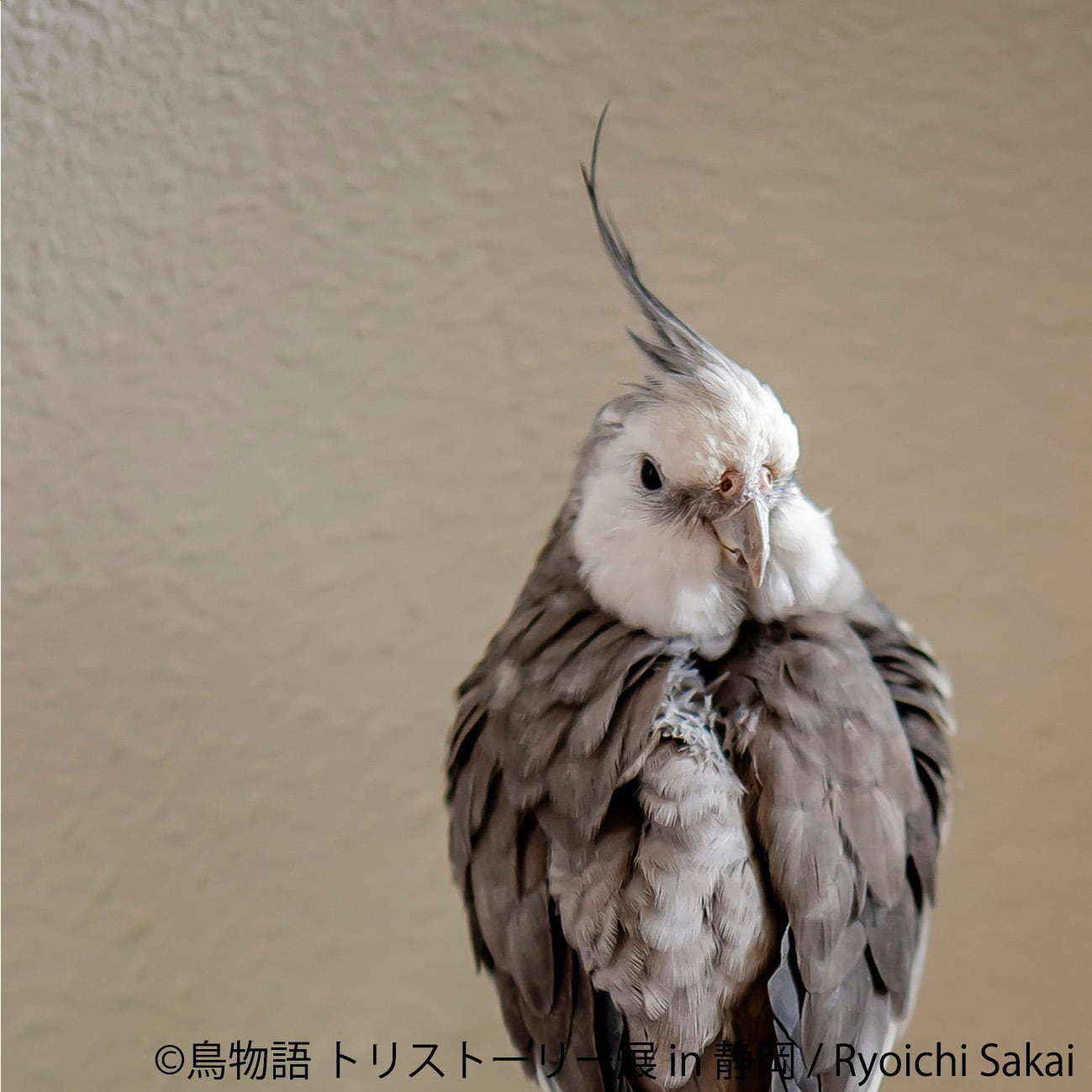 「鳥物語トリストーリー展 in 静岡」“一瞬の美しさ”を切り取った鳥の合同写真＆物販展｜写真7