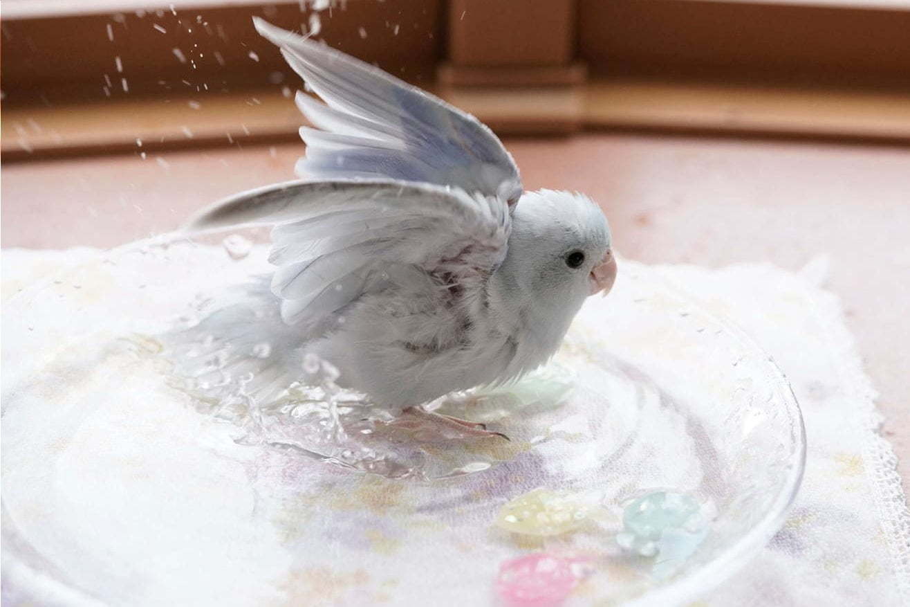 「鳥物語トリストーリー展 in 静岡」