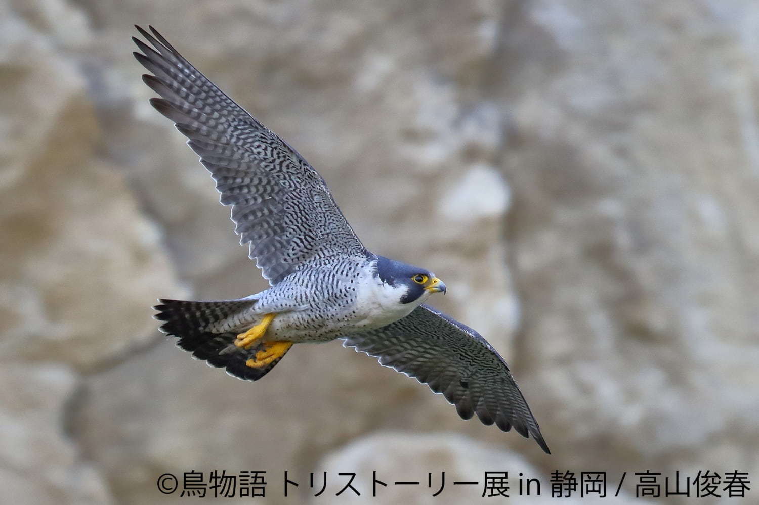 「鳥物語トリストーリー展 in 静岡」“一瞬の美しさ”を切り取った鳥の合同写真＆物販展｜写真3