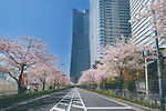 【開催中止】「みなとみらい21 さくらフェスタ2020」103本の桜並木道パレード＆歩行者天国でグルメも｜写真1