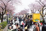 【開催中止】「みなとみらい21 さくらフェスタ2020」103本の桜並木道パレード＆歩行者天国でグルメも｜写真2