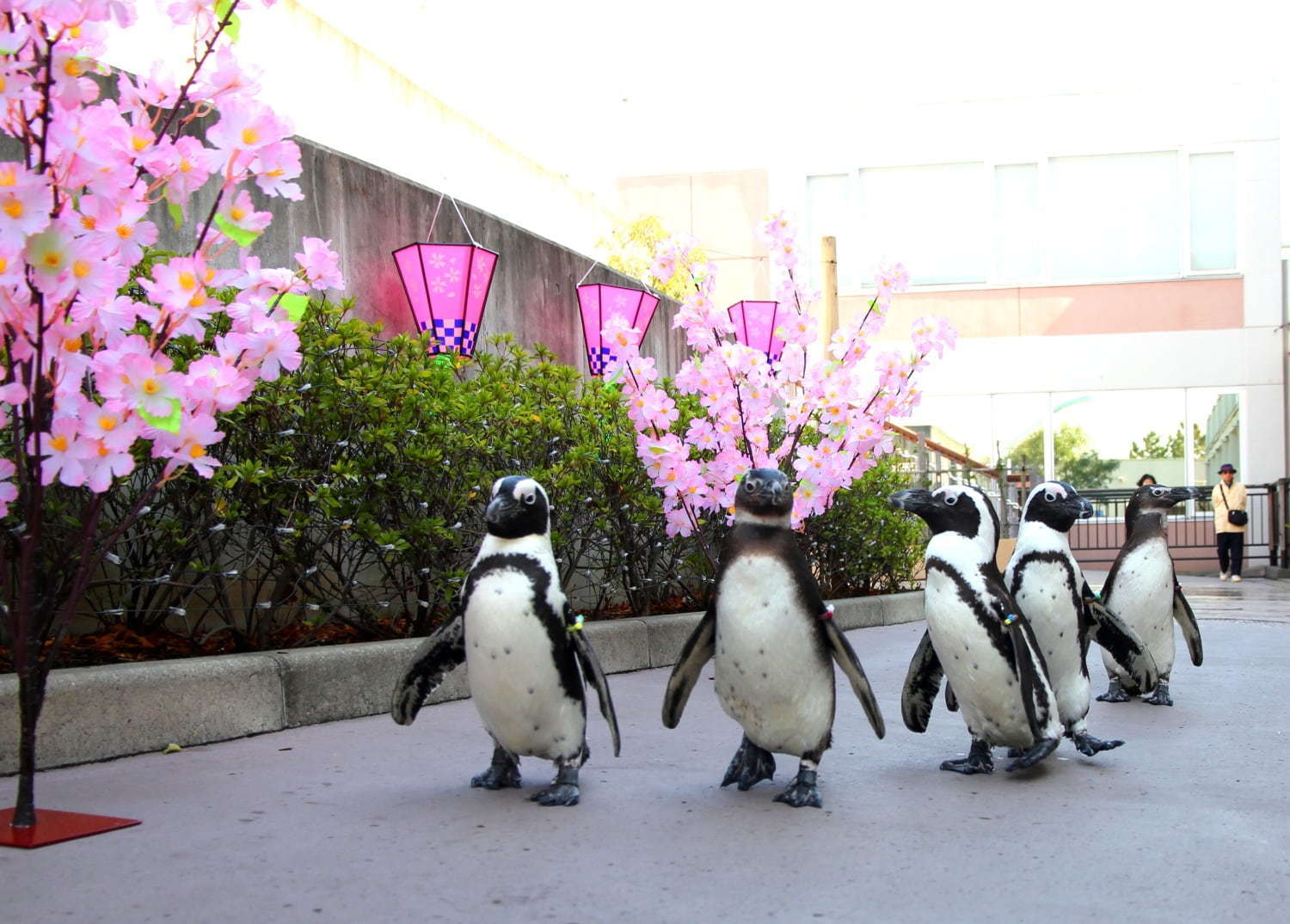 横浜 八景島シーパラダイスの春イベント イワシの大群が見せる 桜花乱舞 ペンギンの春散歩も ファッションプレス