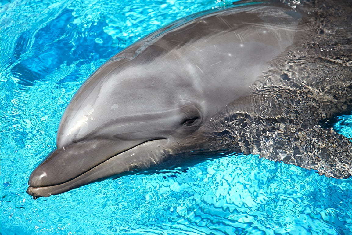 京都水族館のイルカパフォーマンス「ラ・ラ・フィン サーカス」4部作の最終章、エイベックスが制作｜写真3