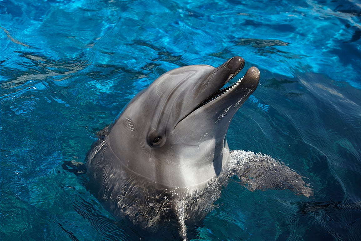 京都水族館のイルカパフォーマンス「ラ・ラ・フィン サーカス」4部作の最終章、エイベックスが制作｜写真5