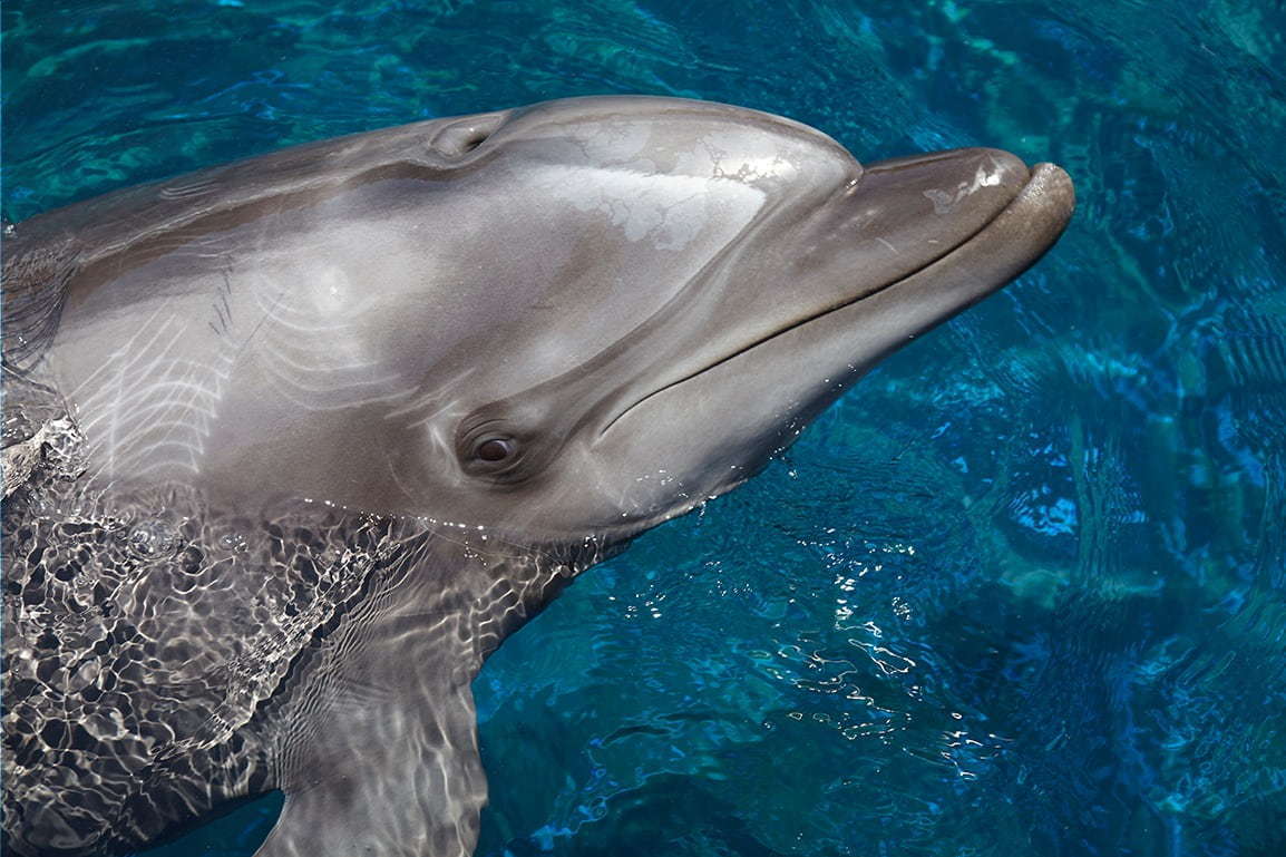 京都水族館のイルカパフォーマンス「ラ・ラ・フィン サーカス」4部作の最終章、エイベックスが制作｜写真8