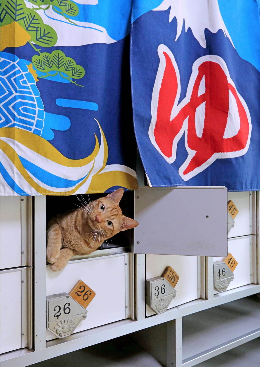 「ねこのひょっこり展」東京・末広町で、愛らしい“ひょっこり”猫写真約400点＆限定グッズも｜写真2