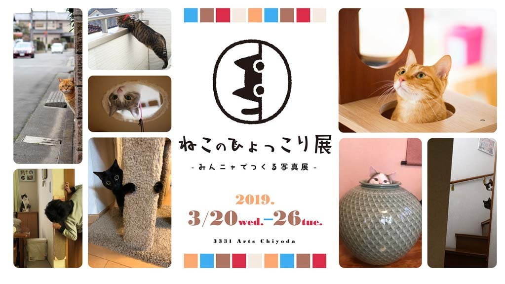 「ねこのひょっこり展」東京・末広町で、愛らしい“ひょっこり”猫写真約400点＆限定グッズも｜写真4