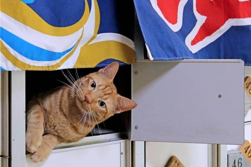 「ねこのひょっこり展」東京・末広町で、愛らしい“ひょっこり”猫写真約400点＆限定グッズも