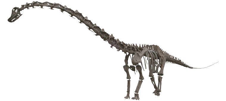 「大恐竜展」大阪・なんばで、実物大"ティラノサウルス"ロボット＆触れる巨大ウンチ化石｜写真8