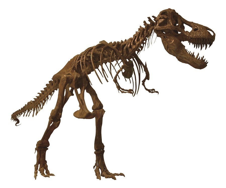 ティラノサウルス 全身復元骨格(天草市立 御所浦白亜紀資料館蔵)