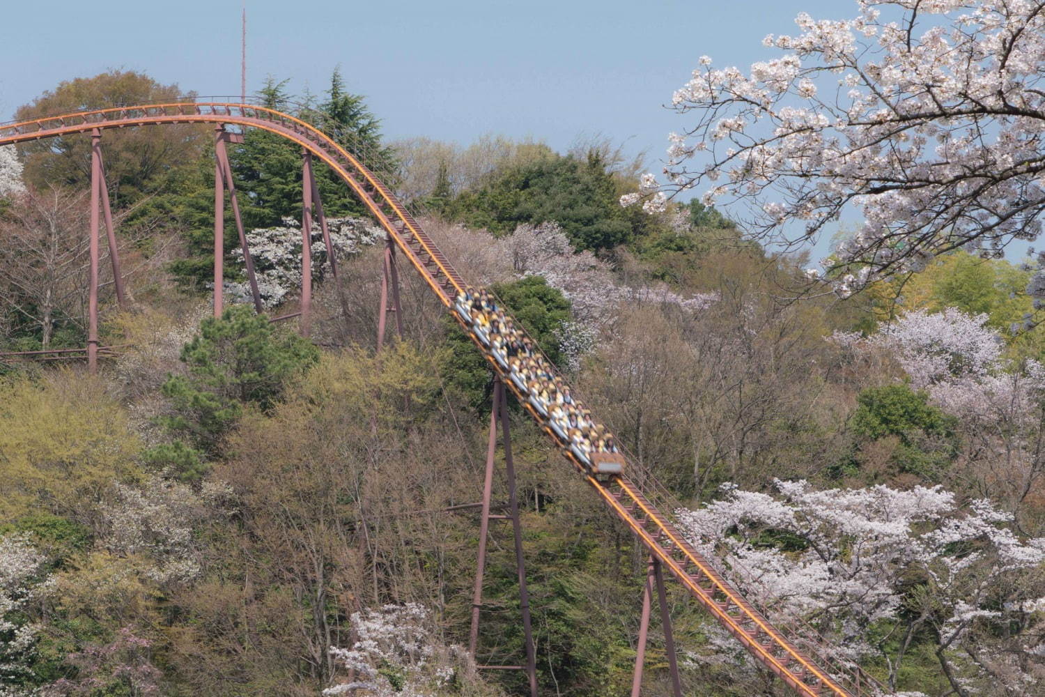 よみうりランド「夜桜ジュエルミネーション」桜並木に宝石色イルミネーション、ジェットコースター花見も｜写真5