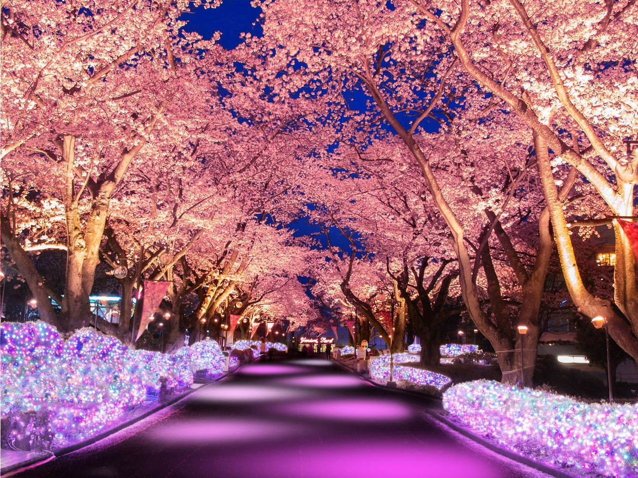 よみうりランド「夜桜ジュエルミネーション」桜並木に宝石色イルミネーション、ジェットコースター花見も | 写真
