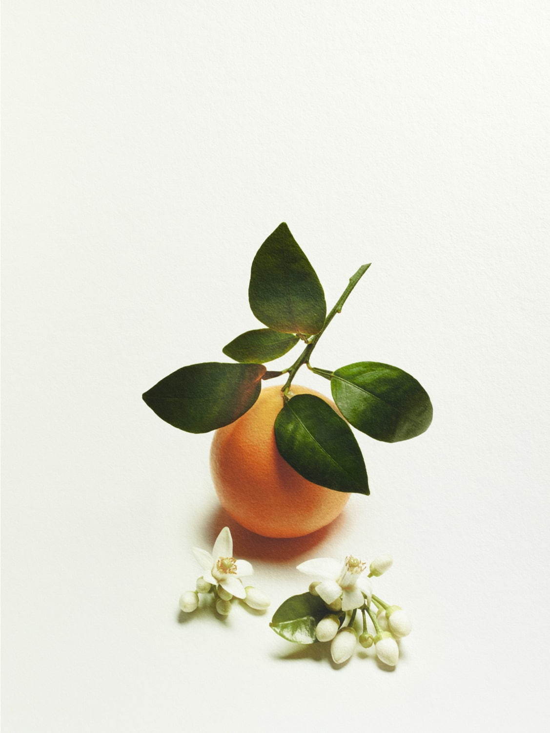 シャネルの新フレグランス、ガブリエルが愛した“地中海のリゾート地”へと誘うフローラルノート|写真2