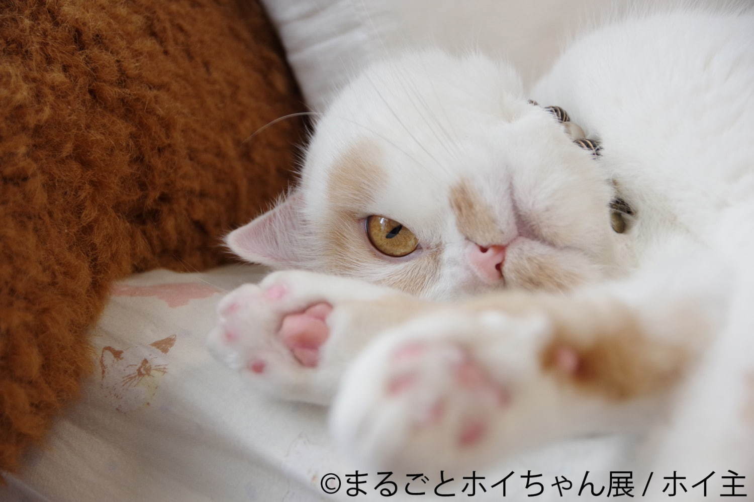 ねこ休み展スピンオフ「まるごとホイちゃん展」カレッタ汐留で、人気猫“ホイちゃん”の写真＆物販展｜写真5