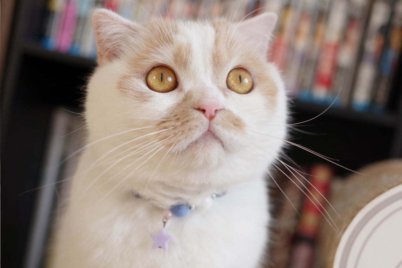 「まるごとホイちゃん展」