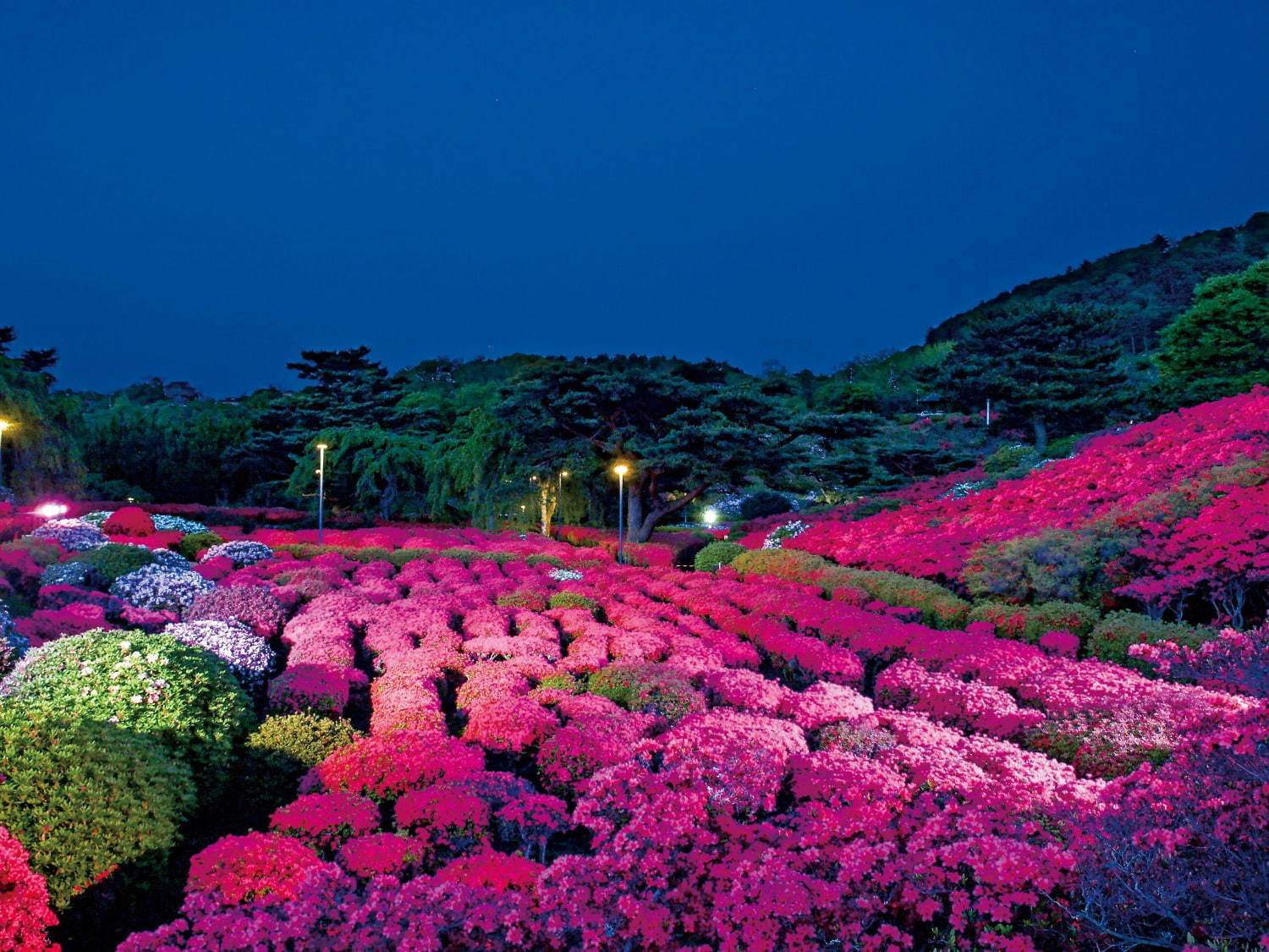 静岡「第48回小室山公園つつじ祭り」10万本のつつじで埋まる赤い絨毯、幻想的な夜間ライトアップも｜写真1