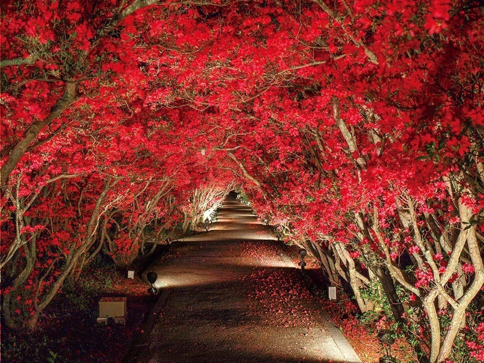 静岡「第48回小室山公園つつじ祭り」10万本のつつじで埋まる赤い絨毯、幻想的な夜間ライトアップも｜写真2