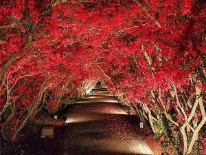 静岡 第48回小室山公園つつじ祭り 10万本のつつじで埋まる赤い絨毯 幻想的な夜間ライトアップも ファッションプレス
