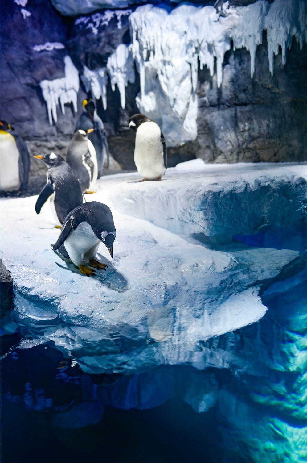 海遊館の新「南極大陸」水槽、氷の大陸＆青い海氷で水陸で暮らす“ペンギン”にフォーカス｜写真3