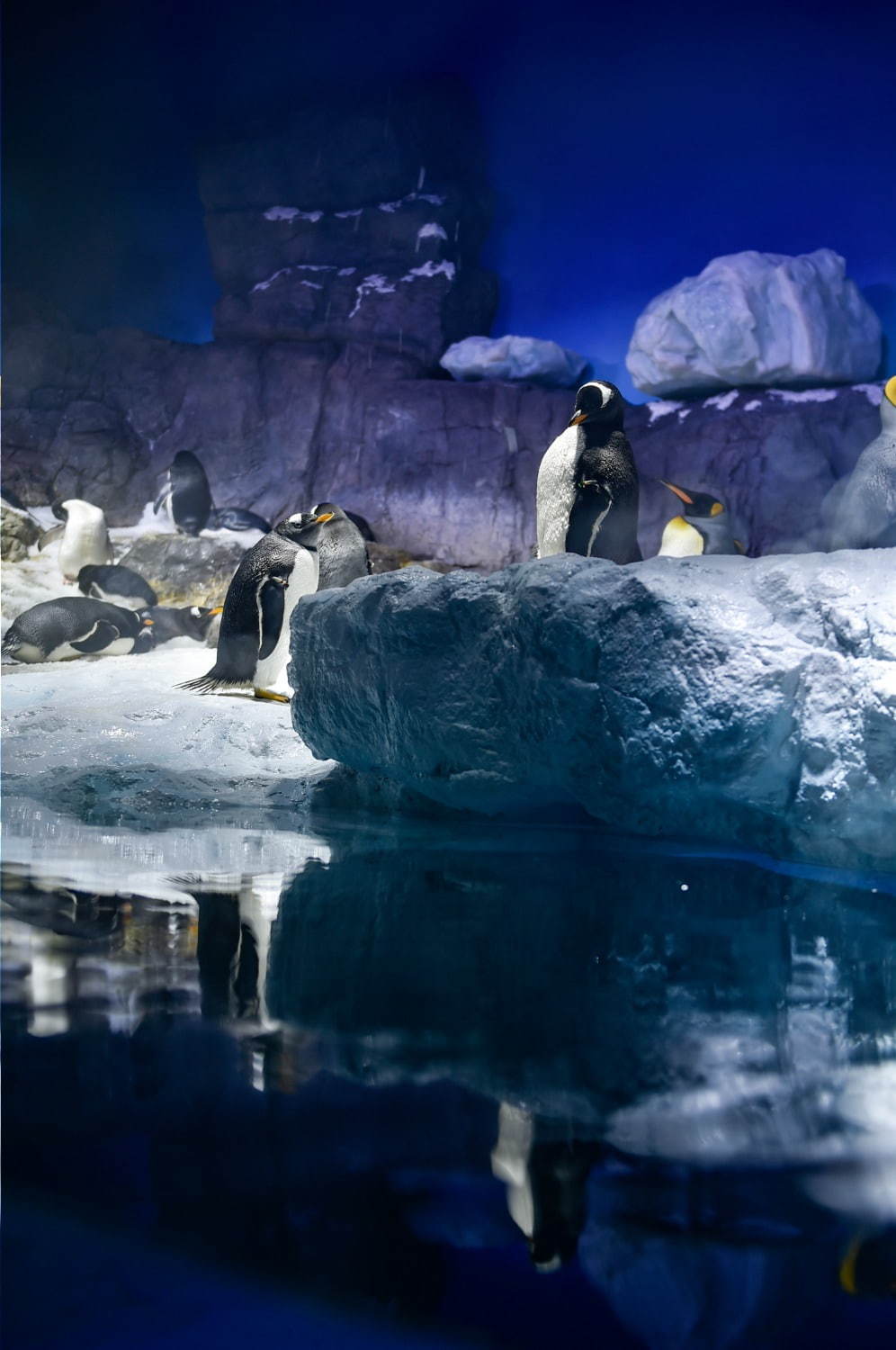 海遊館の新「南極大陸」水槽、氷の大陸＆青い海氷で水陸で暮らす“ペンギン”にフォーカス｜写真2